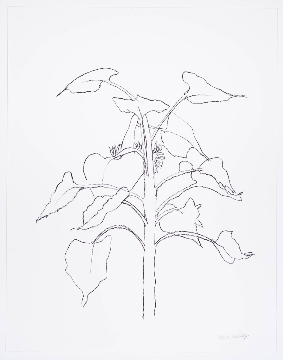 Sunflower 1