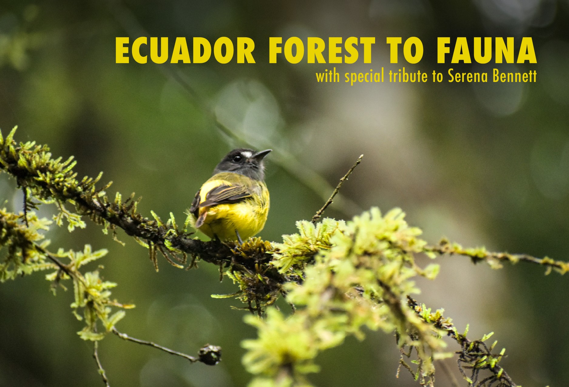 Ecuador Forest to Fauna: A Photo Exhibition
