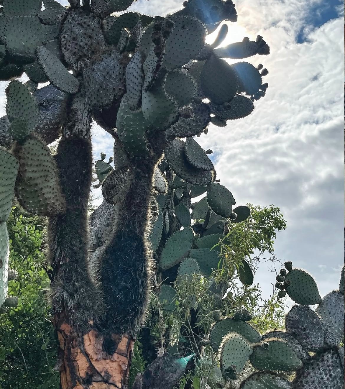 Ecuador Forest to Fauna: A Photo Exhibition